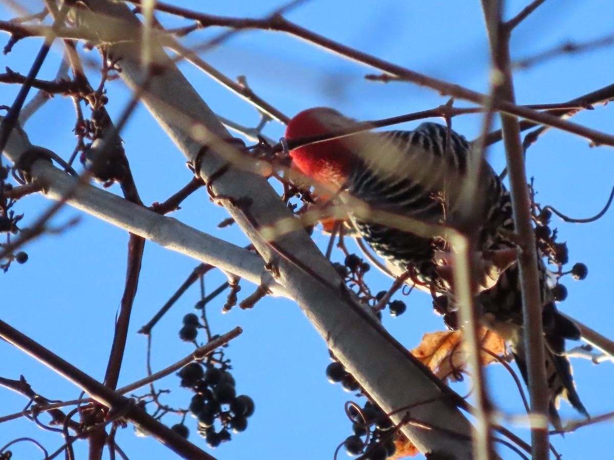 Red-bellied Woodpecker - ML386990061