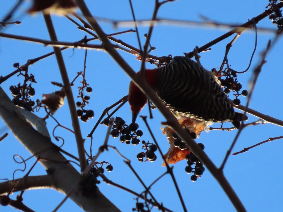 Red-bellied Woodpecker - ML386990081