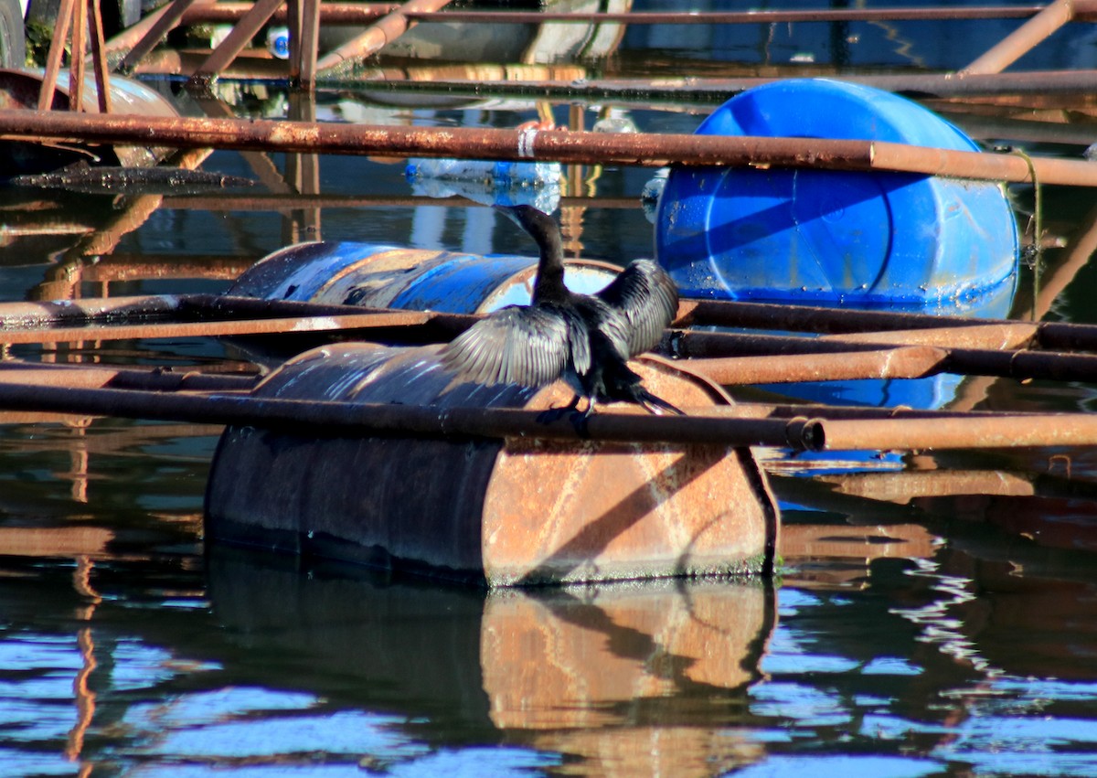 Pygmy Cormorant - ML386990301