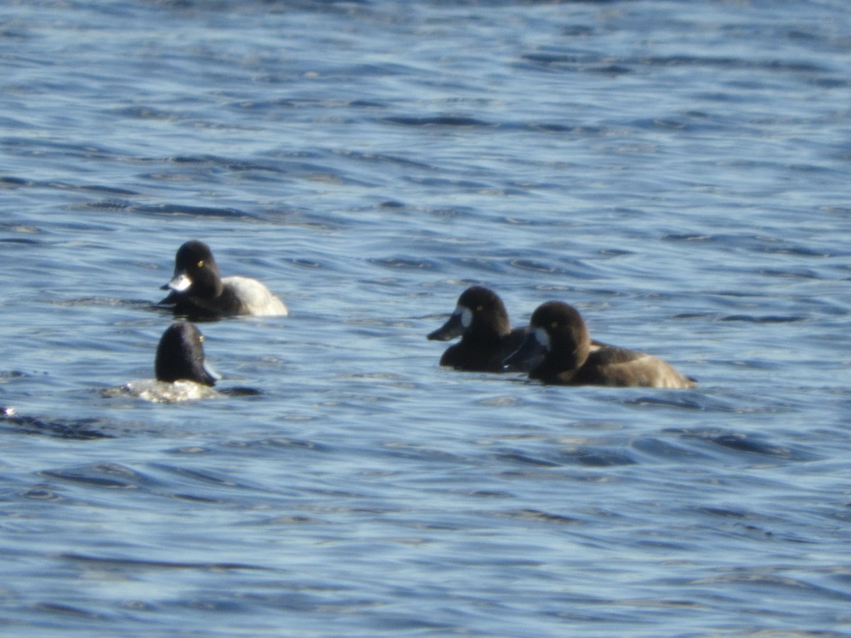 Greater Scaup - ML386990781