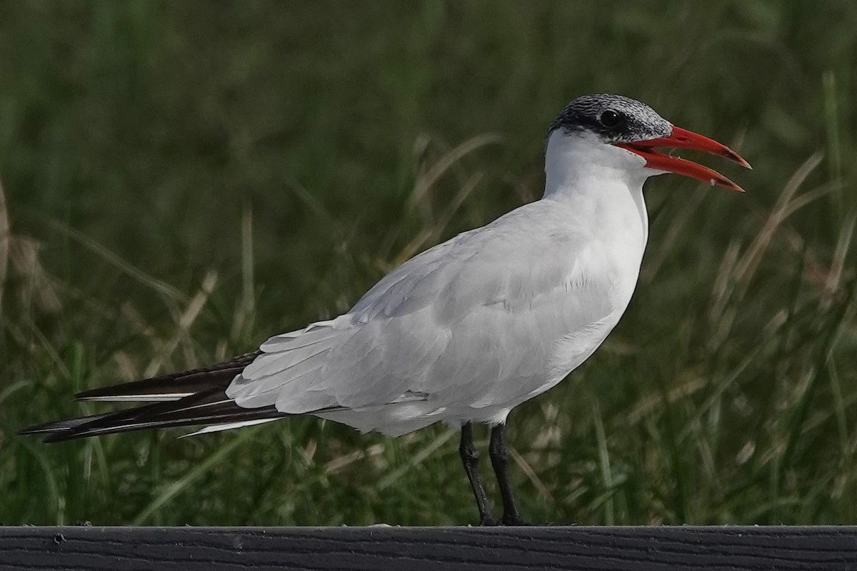 Caspian Tern - Jane Mann