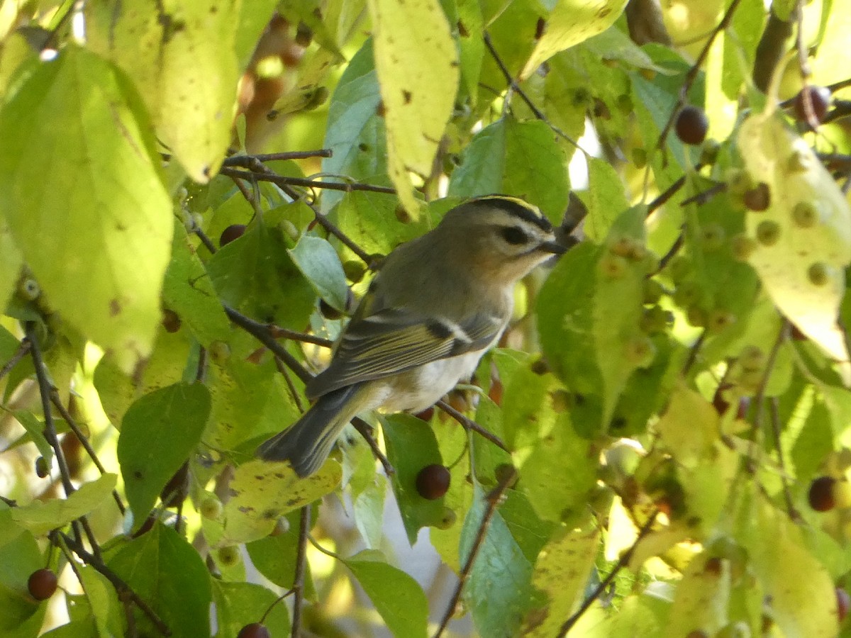 Golden-crowned Kinglet - ML386991601