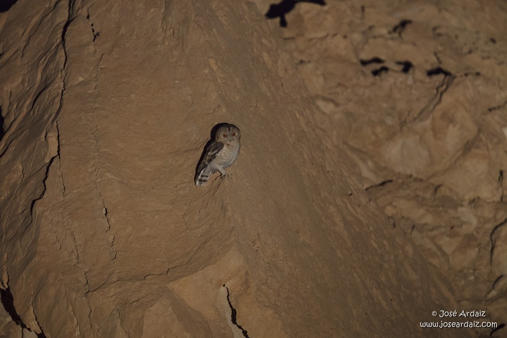 Desert Owl - José Ardaiz Ganuza