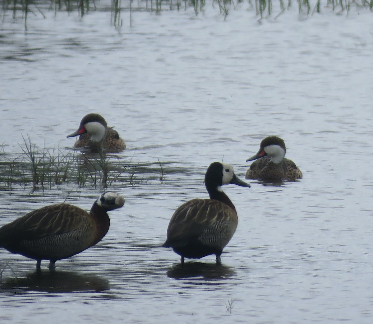 White-cheeked Pintail - ML386995351