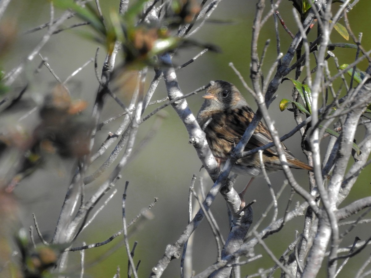 Dunnock - ML386995921