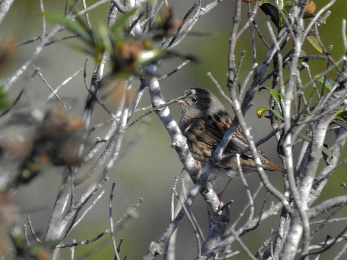 Dunnock - ML386995941