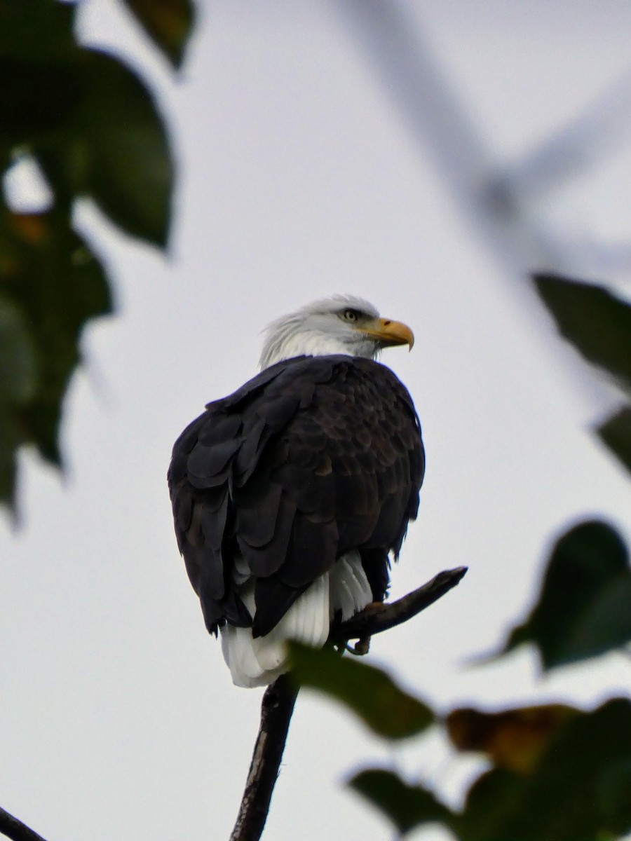 Bald Eagle - ML386996881