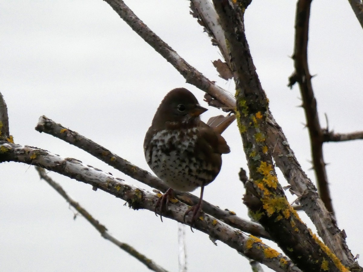 Fox Sparrow - ML386997041