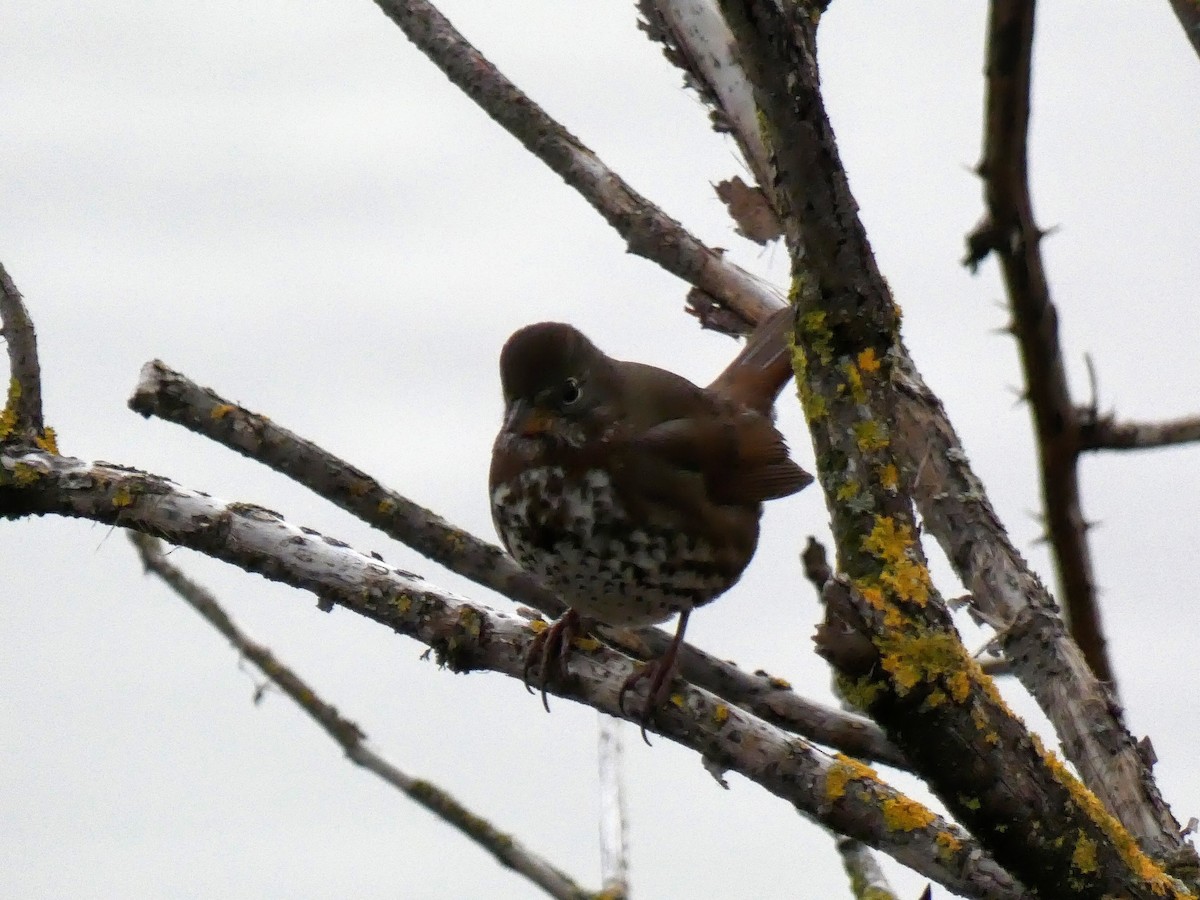 Fox Sparrow - ML386997051