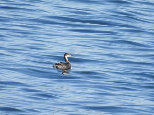 Red-necked Grebe - ML386997401