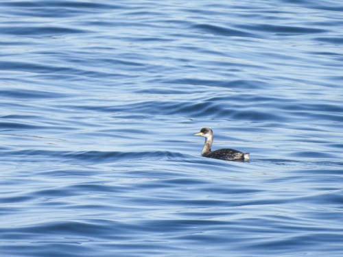 Red-necked Grebe - ML386997411