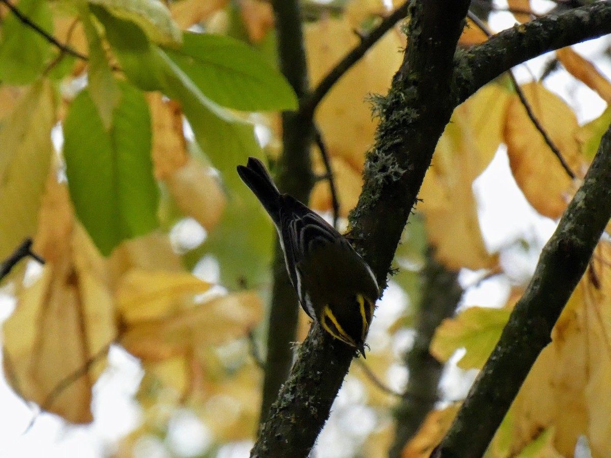 Townsend's Warbler - ML386997681