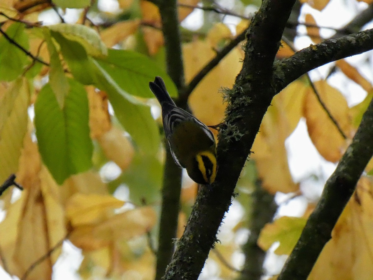 Townsend's Warbler - ML386997691