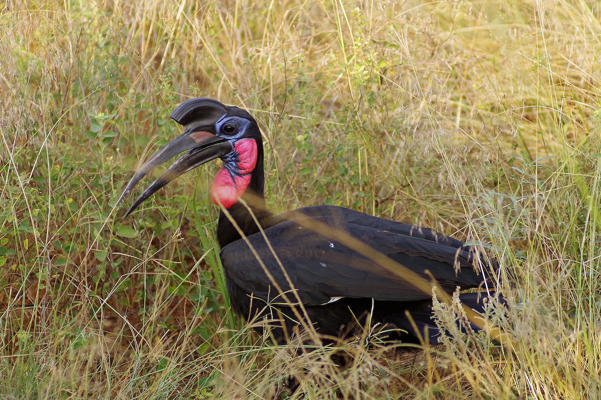 Abyssinian Ground-Hornbill - ML387000331