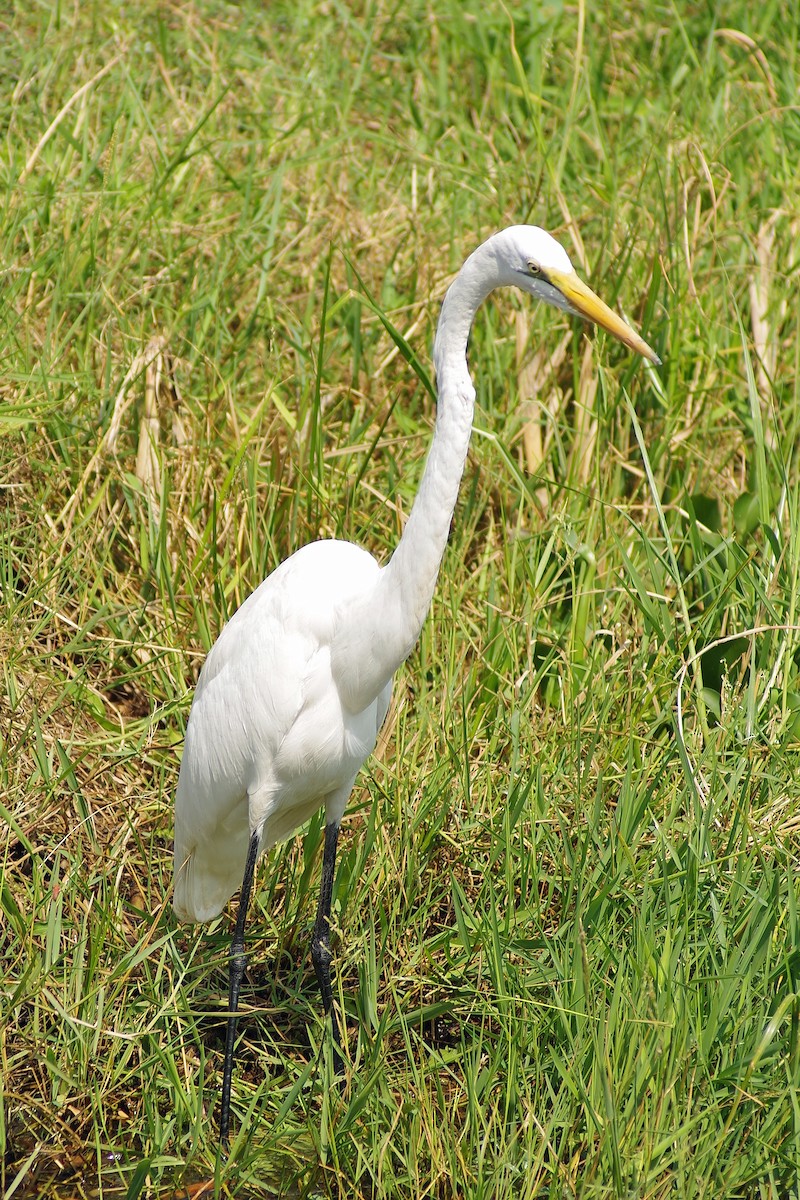 Great Egret - ML387001241