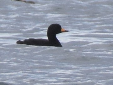 Black Scoter - ML387003121