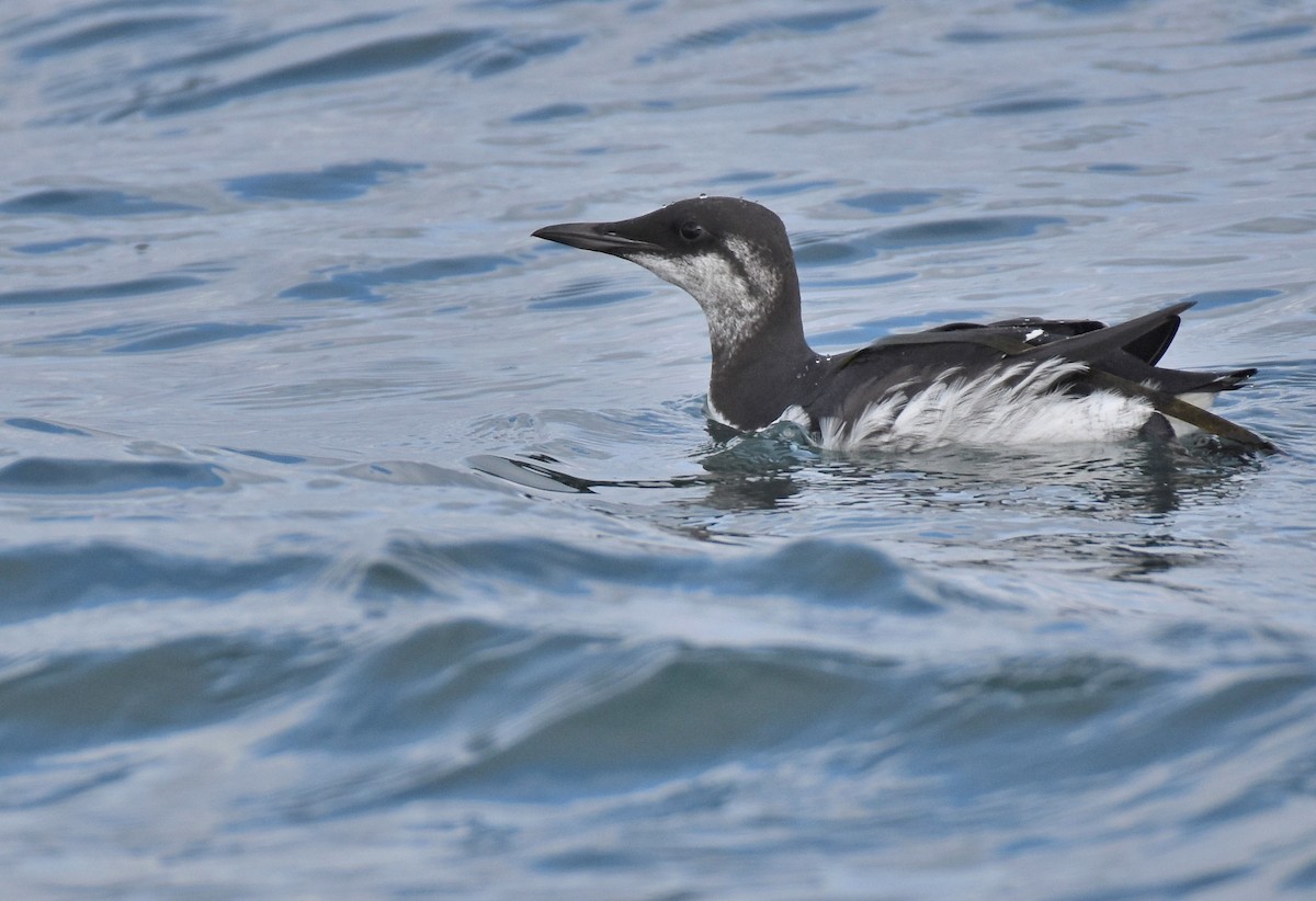 Common Murre - Jason Vassallo