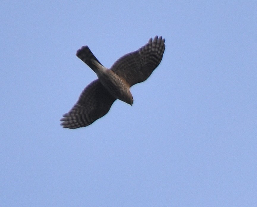 Sharp-shinned Hawk - ML387004121