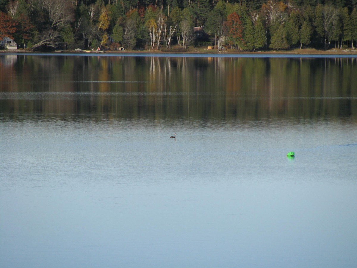 Red-necked Grebe - ML38700421