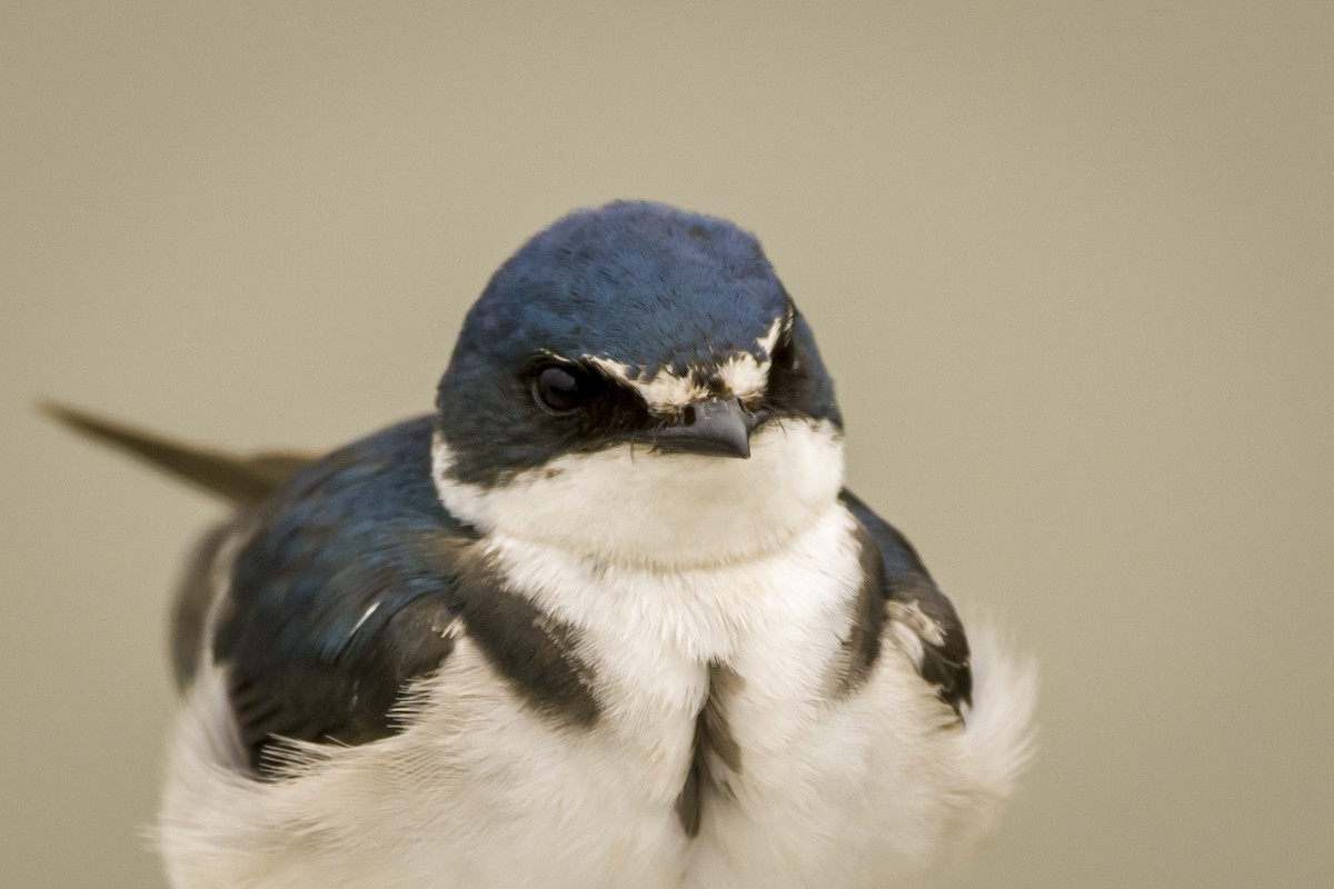 White-rumped Swallow - ML387004301