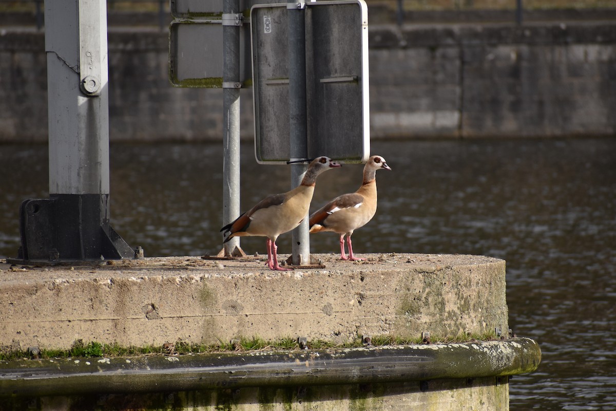 Egyptian Goose - ML387004971