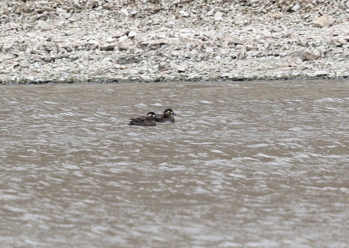 Surf Scoter - ML387005631