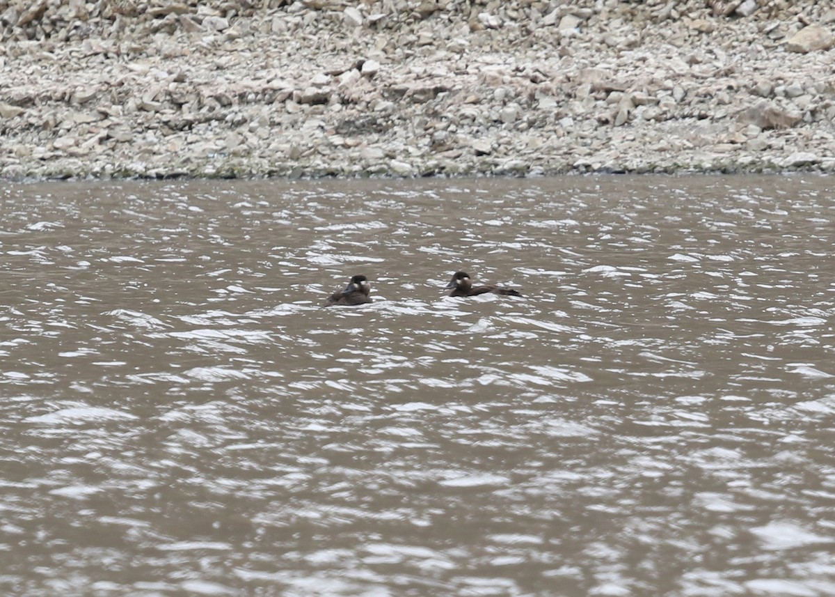 Surf Scoter - ML387005641