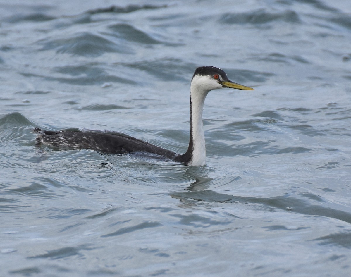 Western Grebe - ML387005921