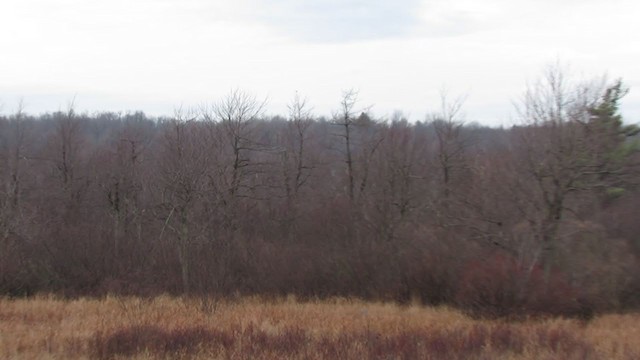 オオモズ - ML387009131