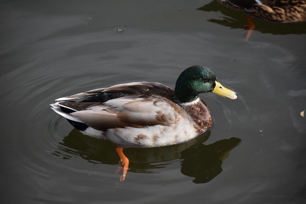 Canard colvert - ML387009161