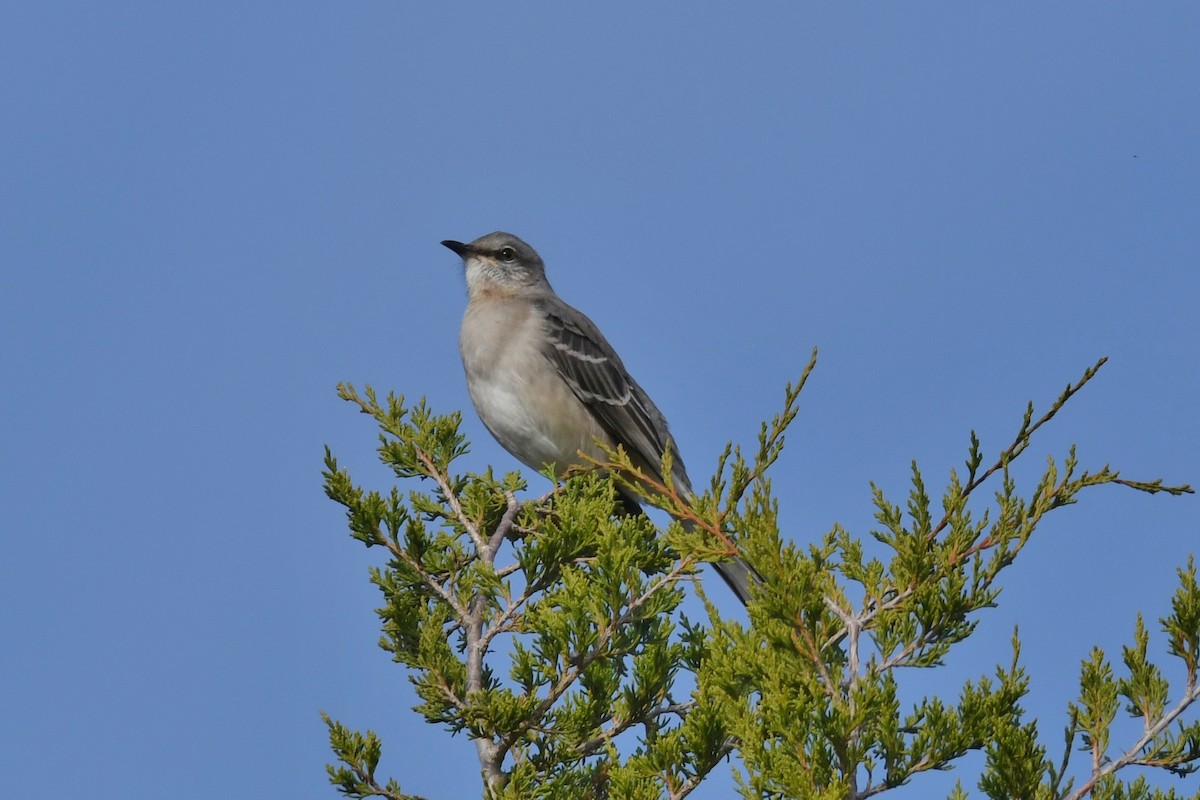 Northern Mockingbird - ML387009611