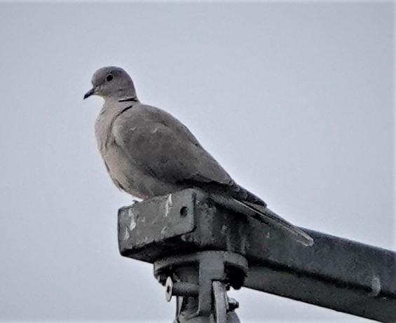 Eurasian Collared-Dove - ML387010691