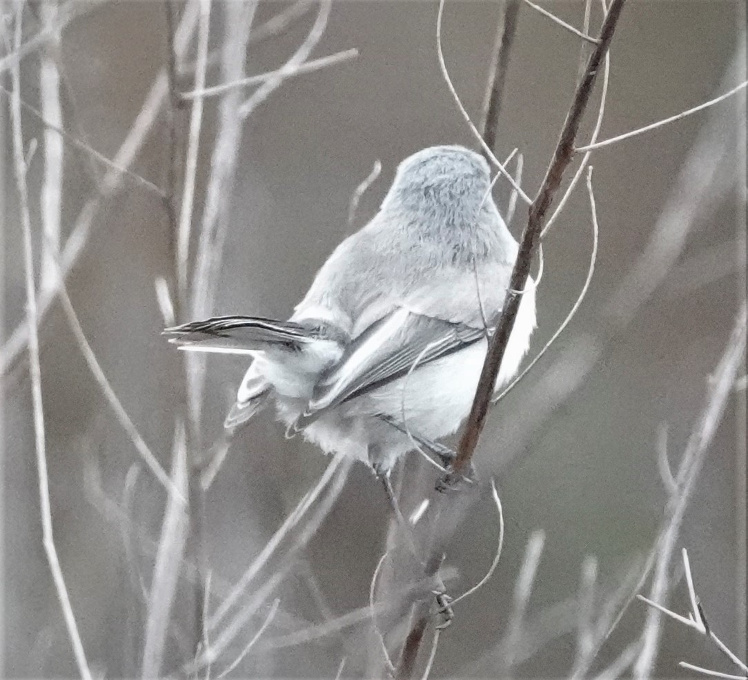 Blue-gray Gnatcatcher - Mary-Rose Hoang