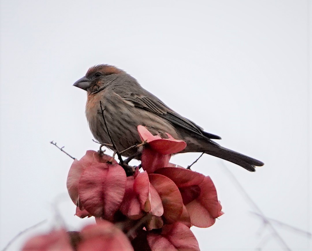 House Finch - ML387011621