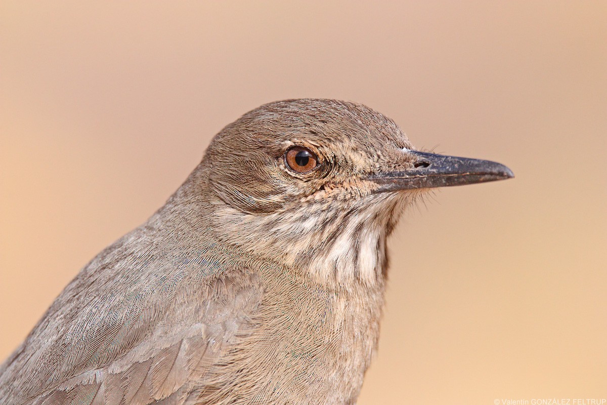 Black-billed Shrike-Tyrant - ML387013241