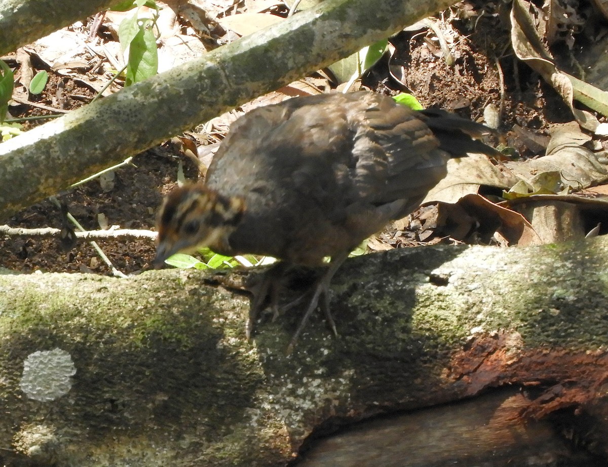 Dusky-legged Guan - ML387013381