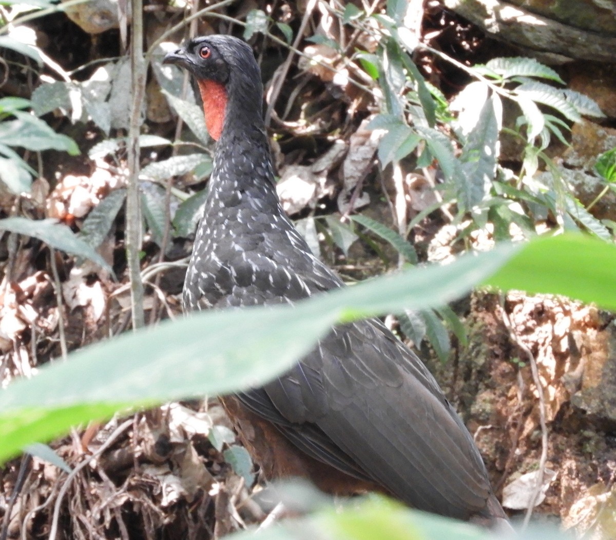 Dusky-legged Guan - ML387013401