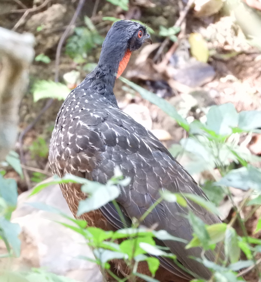 Dusky-legged Guan - ML387013411