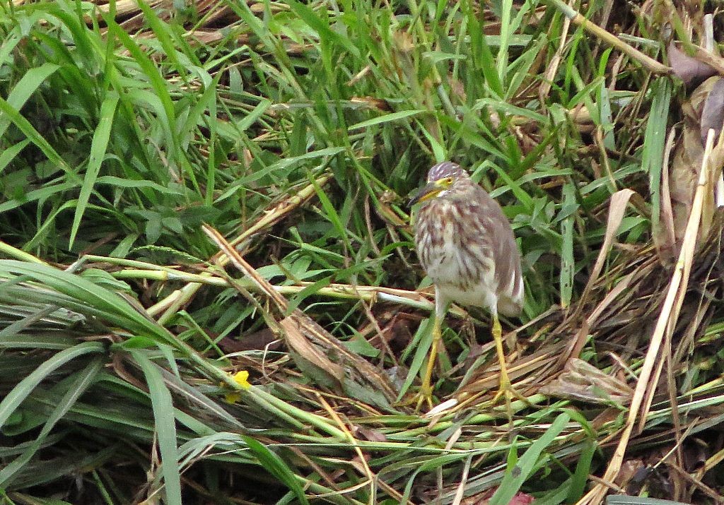 Chinese Pond-Heron - ML387013811