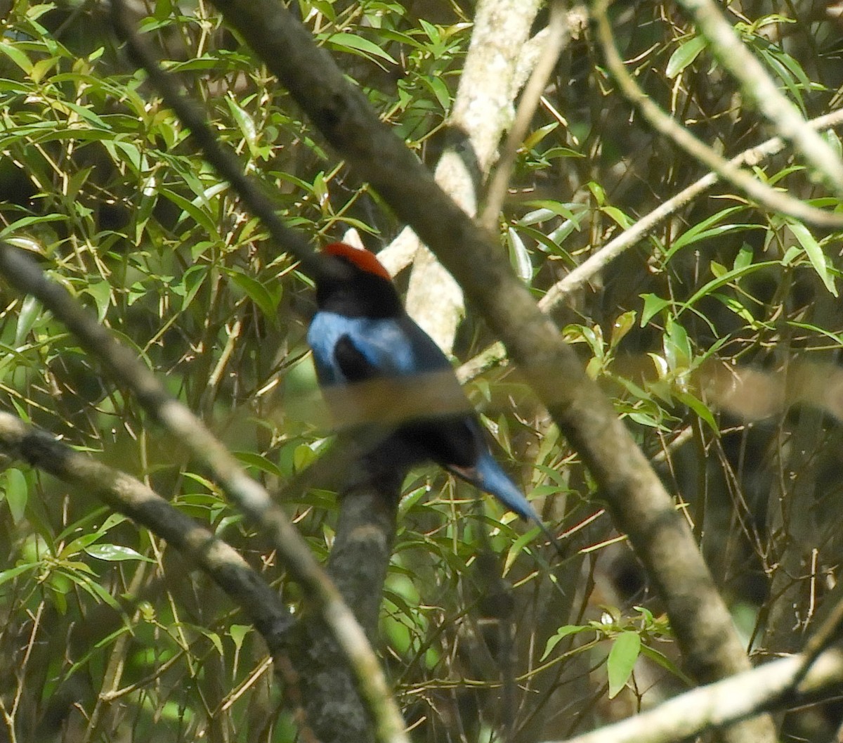 Swallow-tailed Manakin - ML387013831