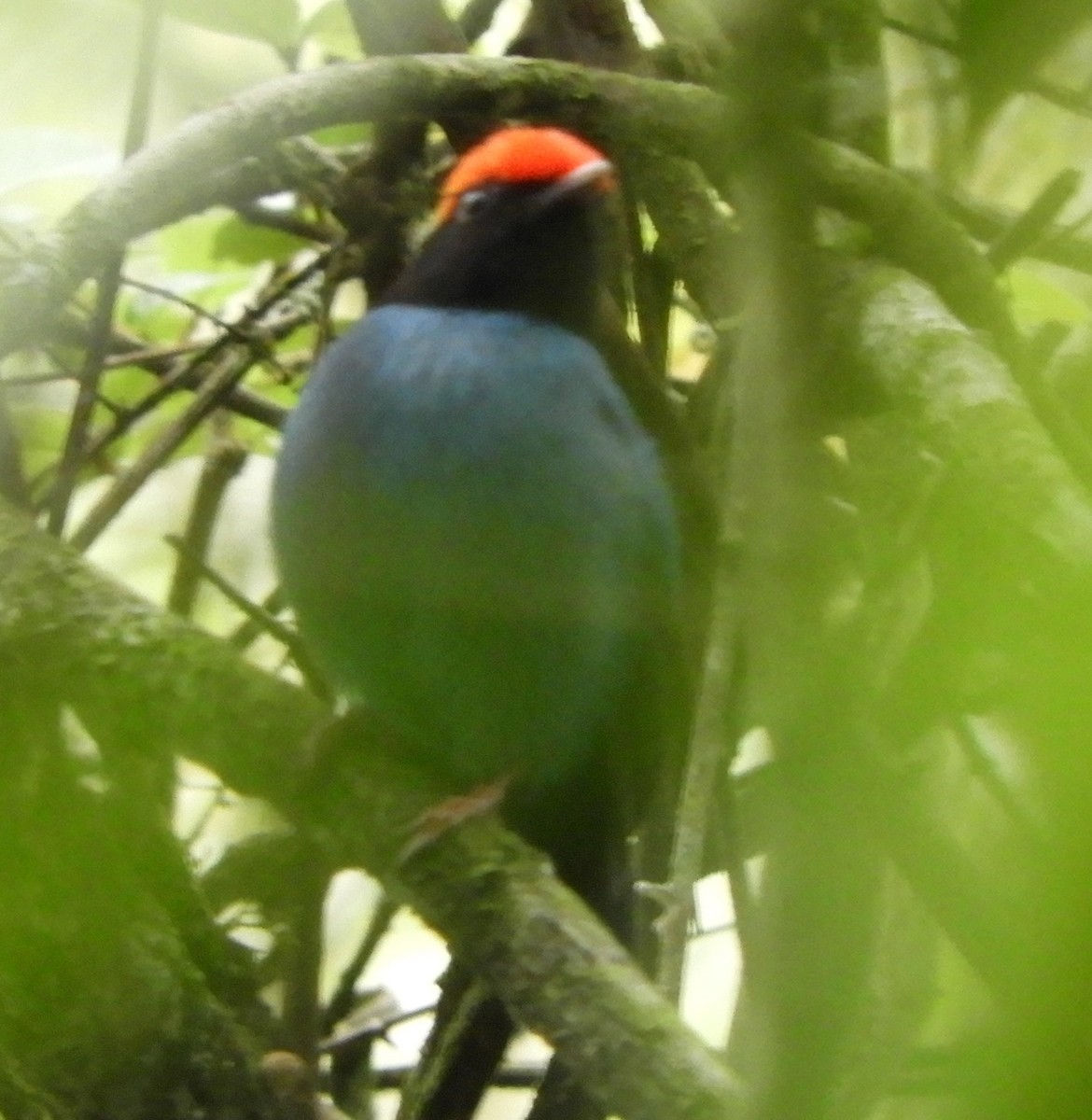 Swallow-tailed Manakin - ML387013841