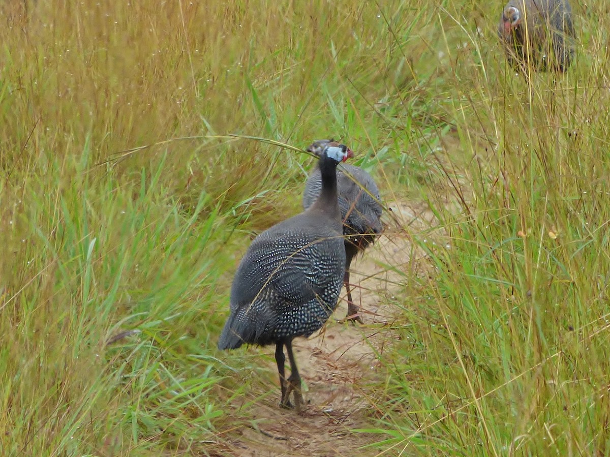 Helmeted Guineafowl (West African) - ML387014441