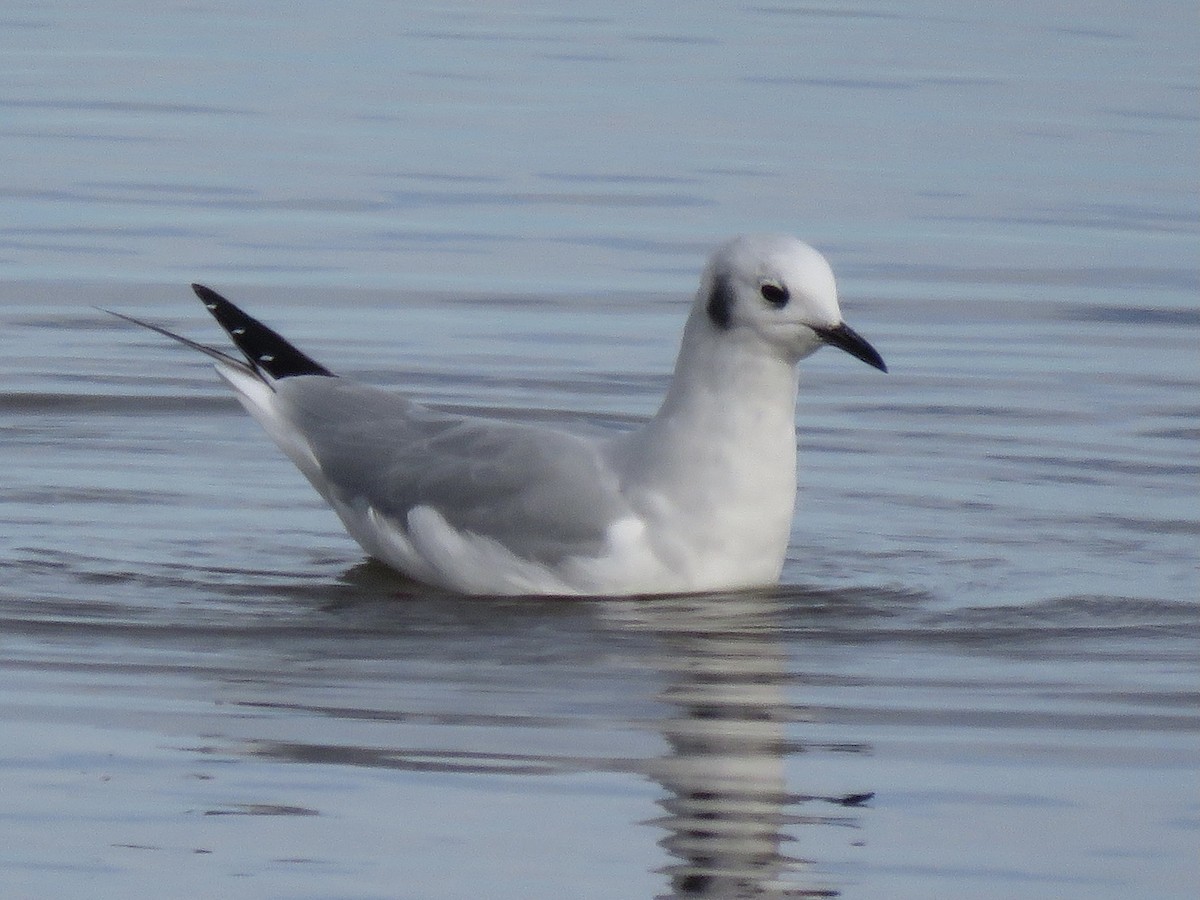 Bonaparte's Gull - ML387015161