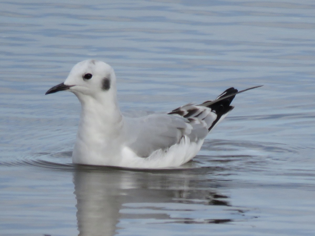 Bonaparte's Gull - ML387015211