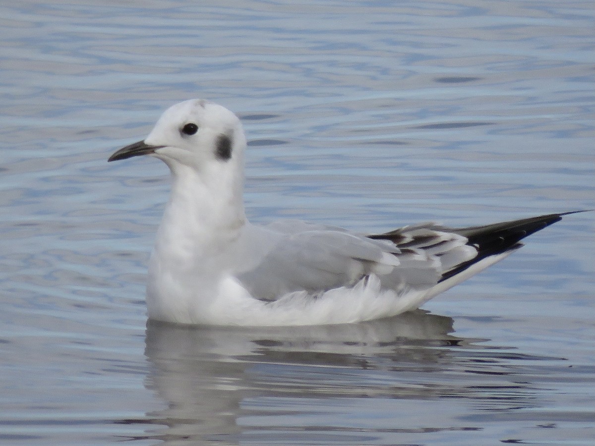 Bonaparte's Gull - ML387015221