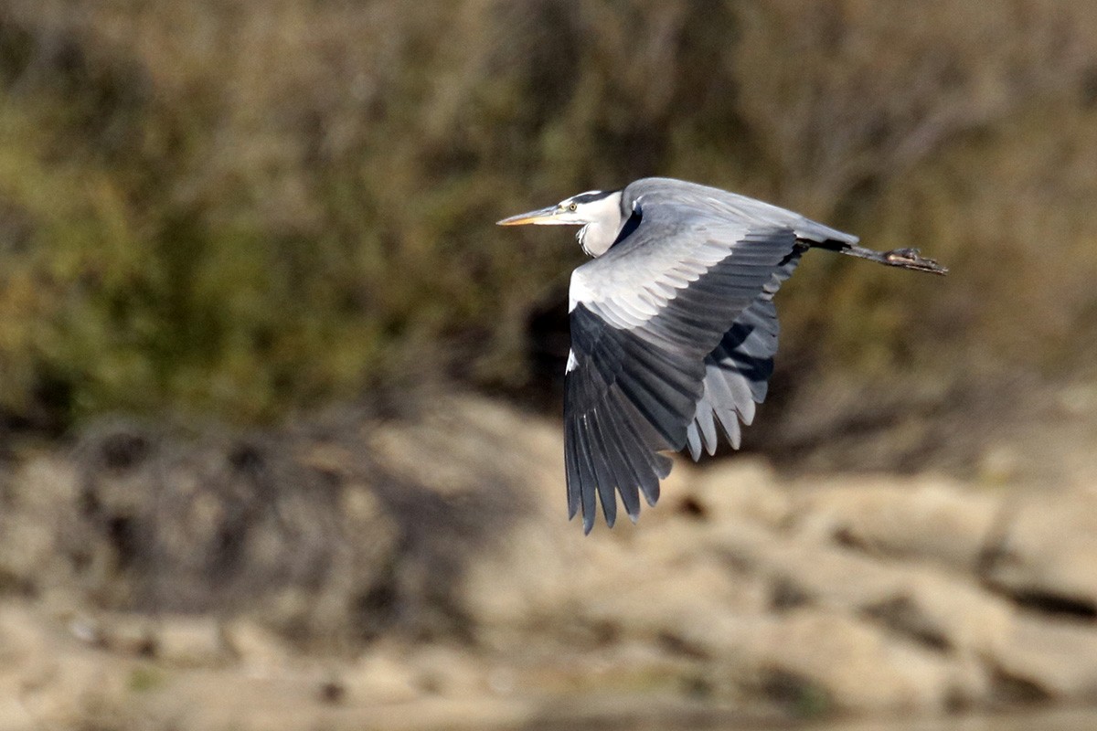 Gray Heron - Francisco Barroqueiro