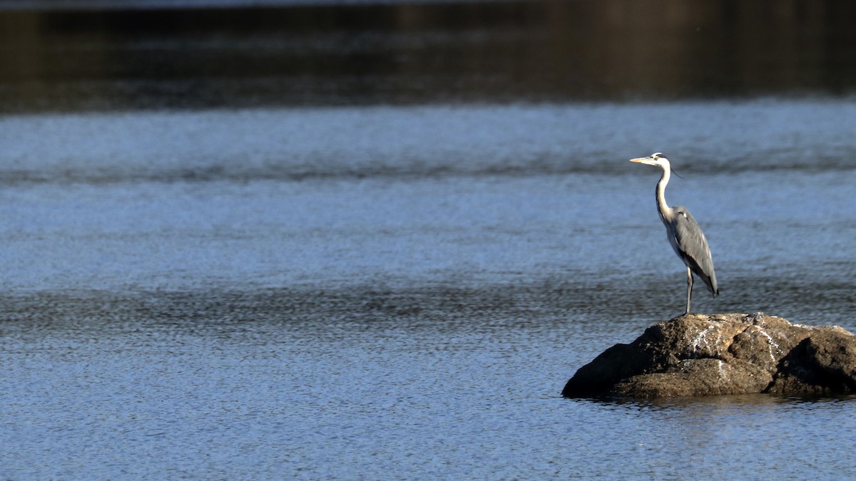 Gray Heron - Francisco Barroqueiro