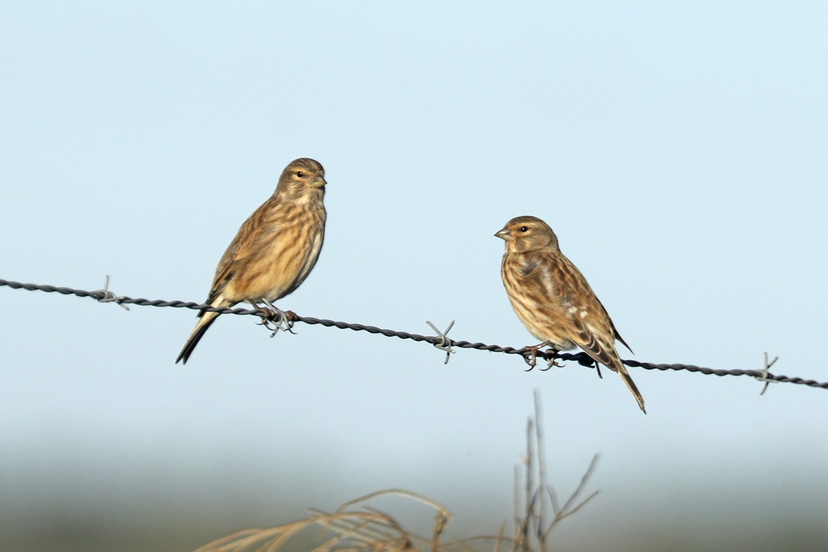 Eurasian Linnet - ML387016631