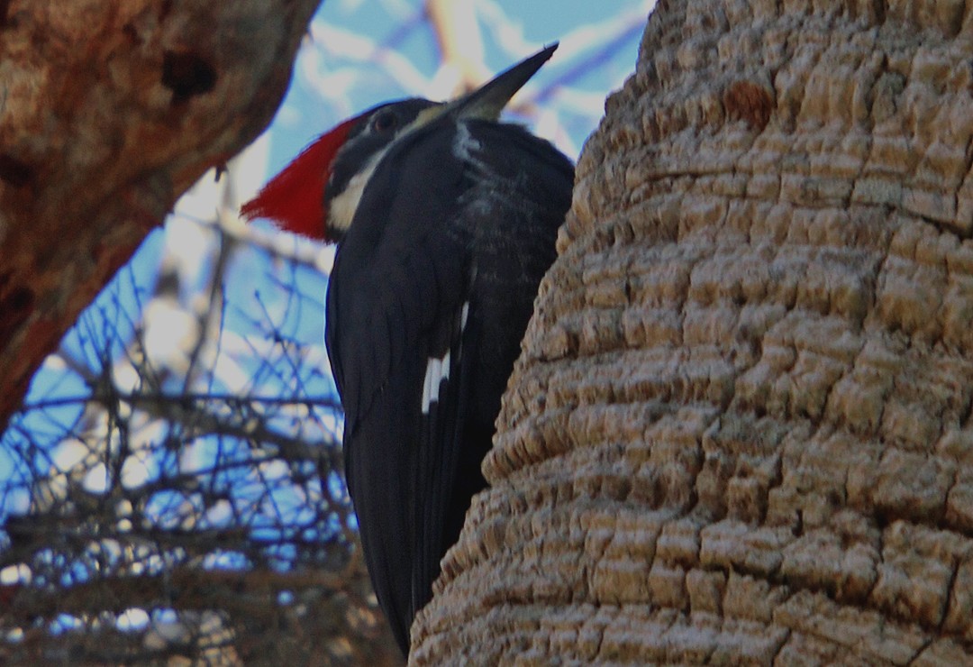 Pileated Woodpecker - ML387016811