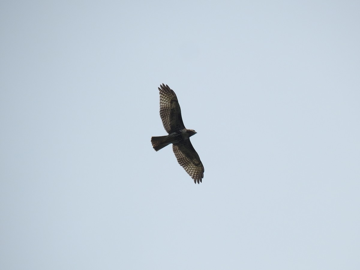 Red-tailed Hawk - Coral Avilés Santiago